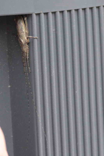 Saltamontes hoja