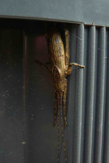 Saltamontes hoja