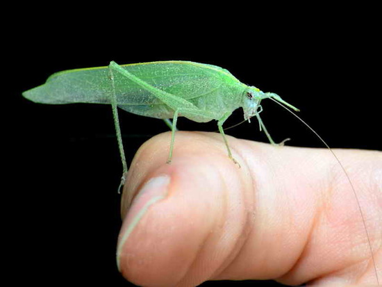 Saltamontes de línea clara