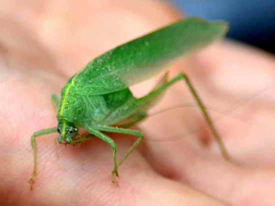 Saltamontes de línea clara
