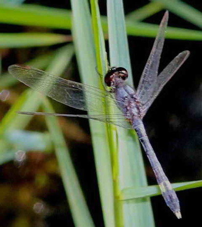 Libélula