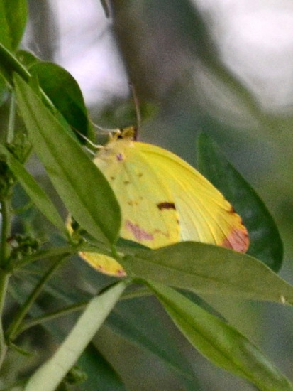 Limoncito común 