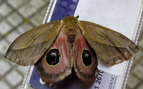 Polilla del pajonal