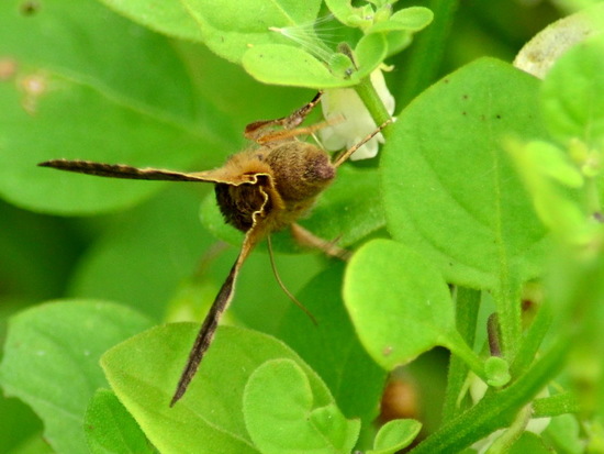 Sunflower looper