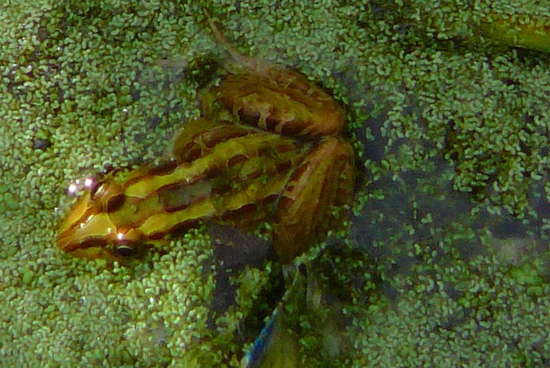 Rana criolla