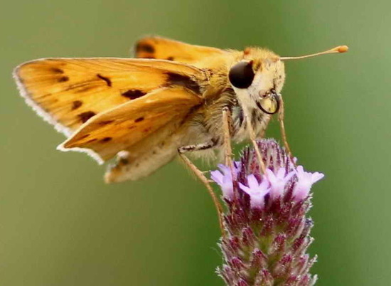 Saltarina amarilla
