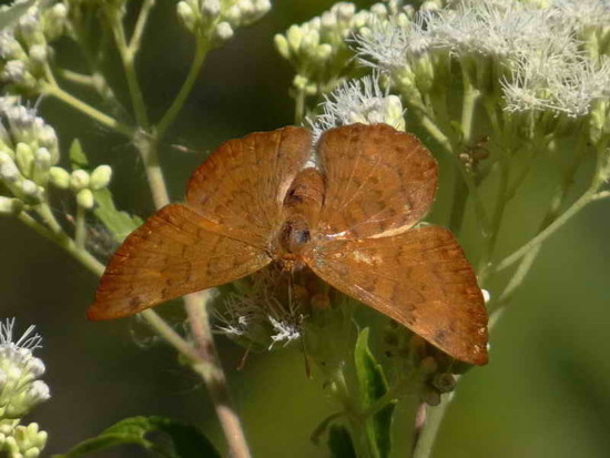 Russula metalmark