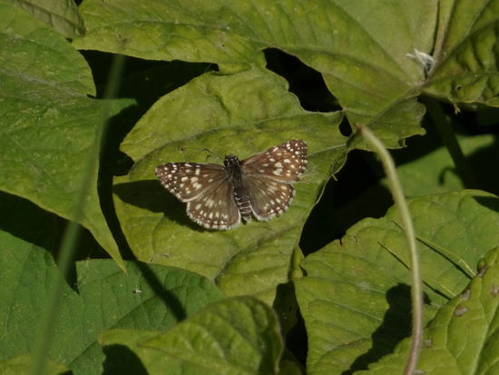 Orcus checkered skipper
