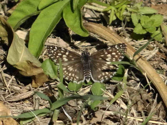 Orcus checkered skipper