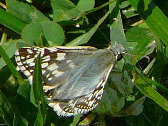 American white skipper