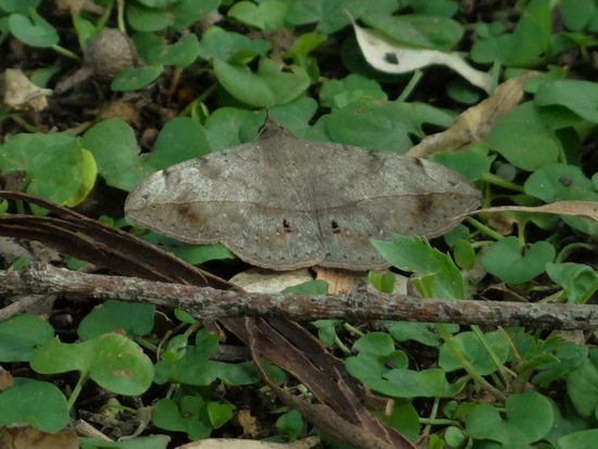 Velvetbean moth