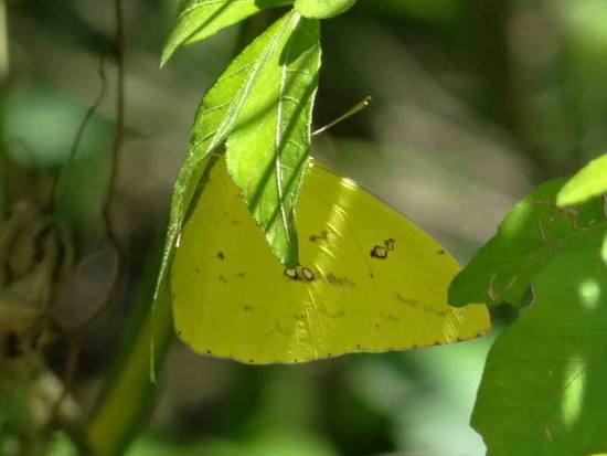 Cloudless Sulphur