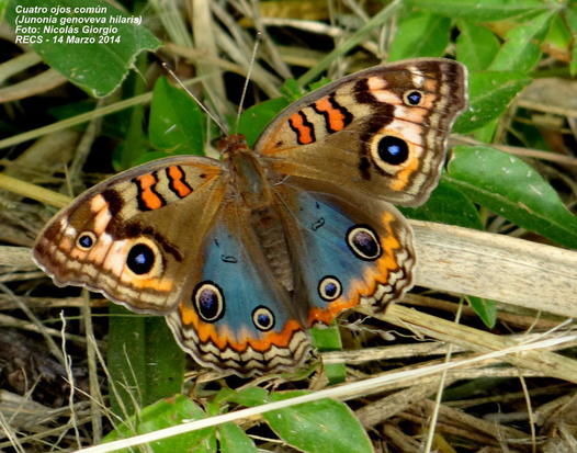 Southern buckeye