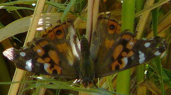 Southamerican lady