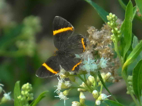 Lyssipoides metalmark