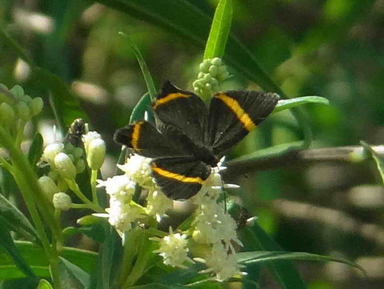 Lyssipoides metalmark