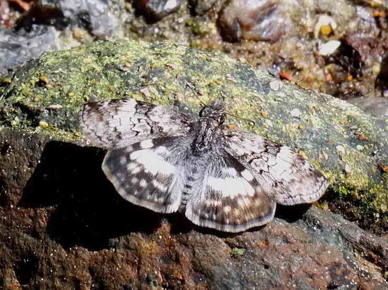 White-patched duskywing