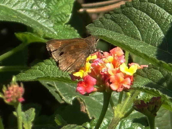 Canna skipper