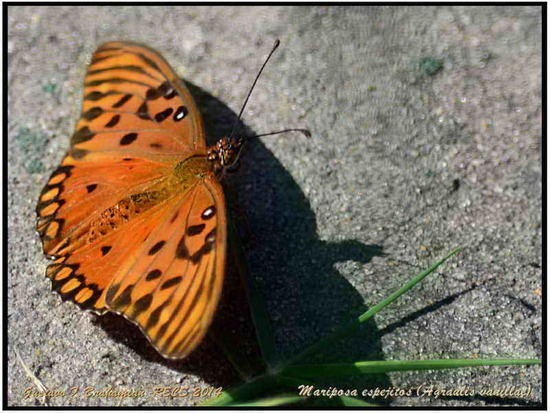 Gulf fritillary