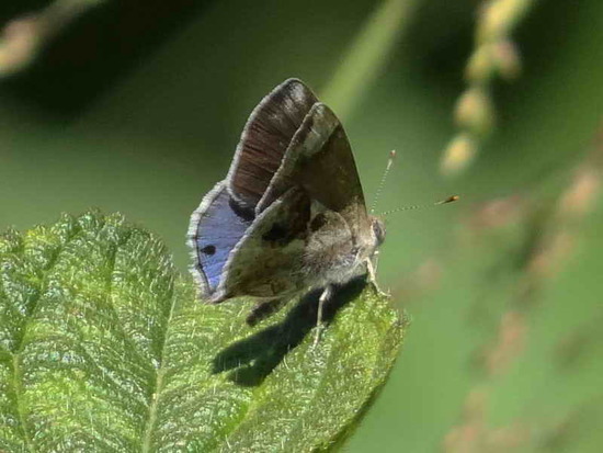 Lantana scrub-hairstreak