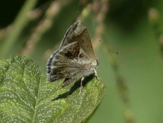 Lantana scrub-hairstreak