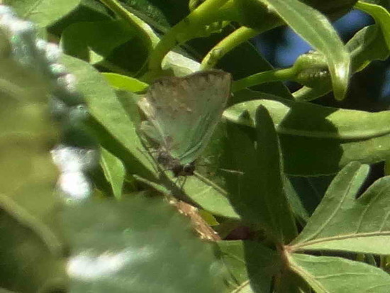 Remus greenstreak