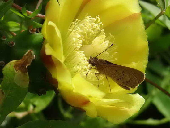 Gisca skipper