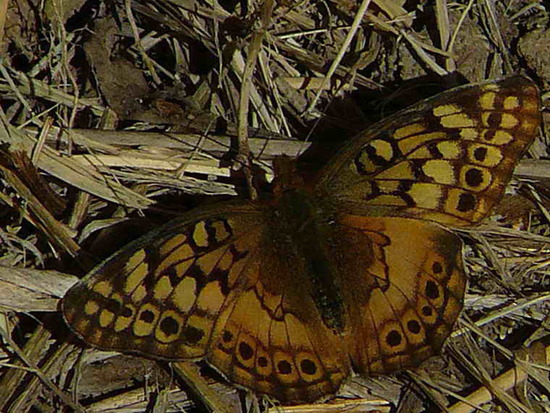 Southern fritillary