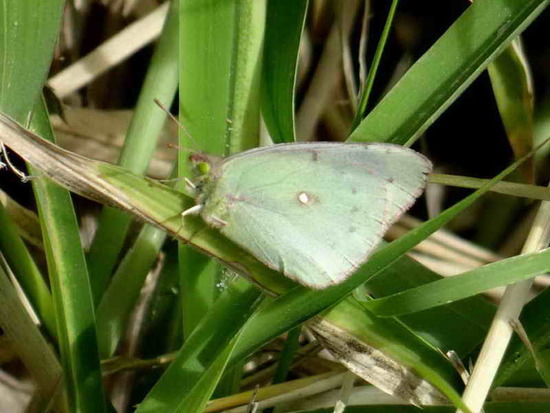 Lesbia sulphur