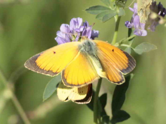 Lesbia sulphur