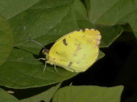 Common yellow