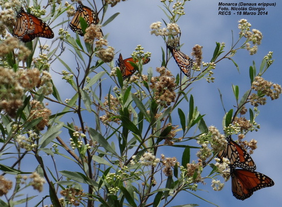 Southern Monarch