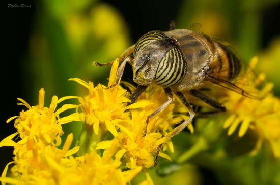 Band-eyed drone fly
