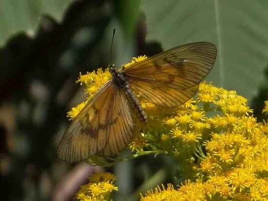 Perezosa aceitada 