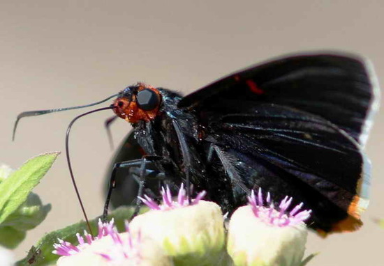 Guava skipper