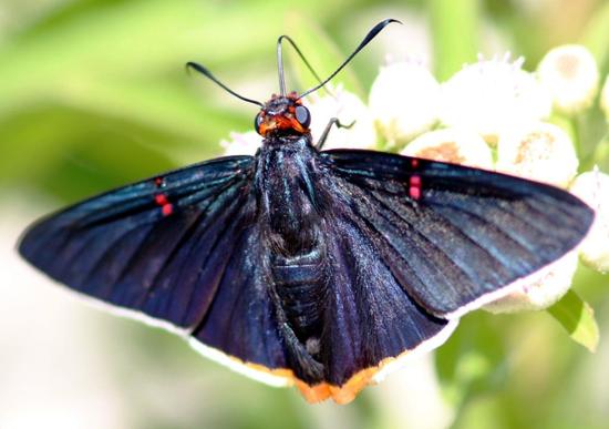 Guava skipper