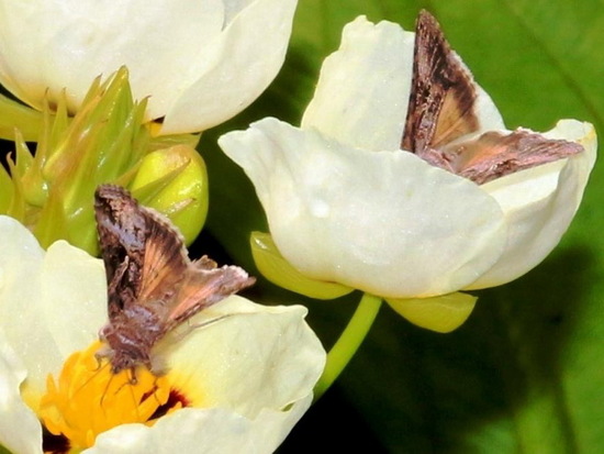 Sunflower looper