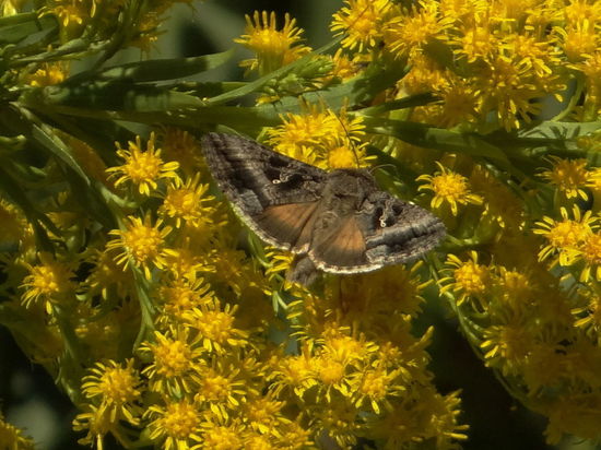 Sunflower looper