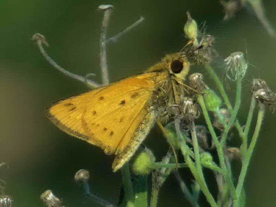 Fiery skipper