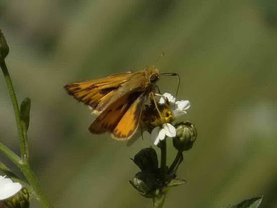 Fiery skipper
