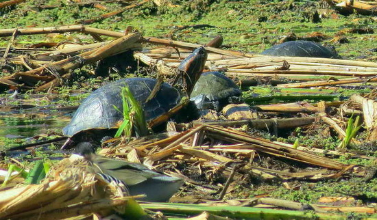 Red-eared turtle