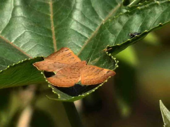 Russula metalmark