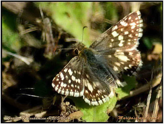 American white skipper