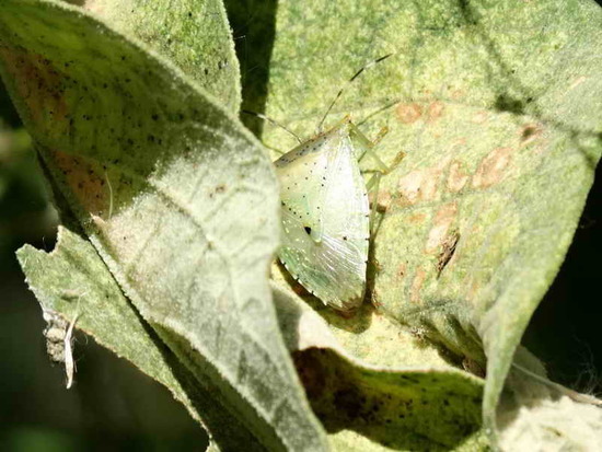Chinche verde