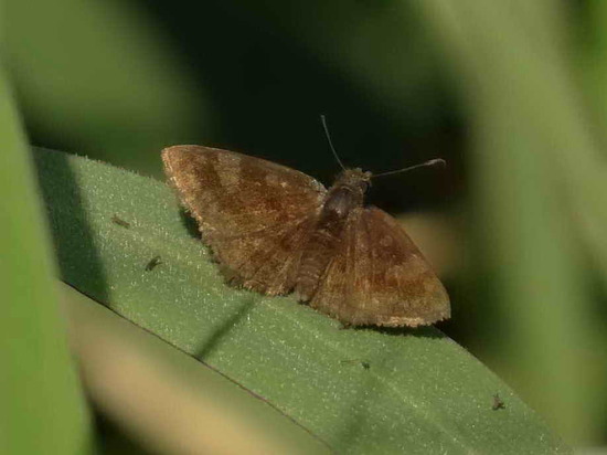 Small skipper