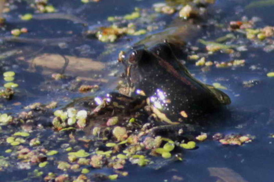 Lesser swimming frog