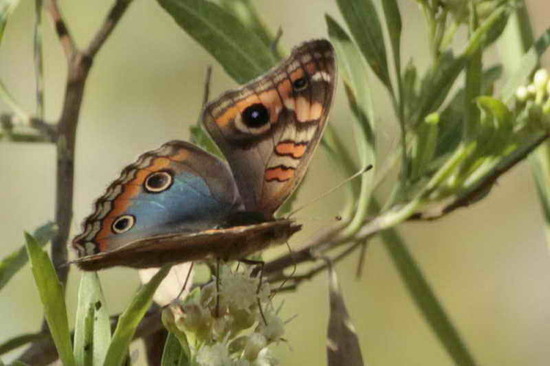 Southern buckeye