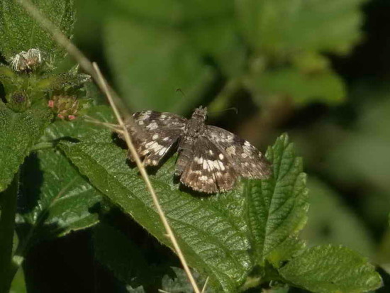 White-patched duskywing