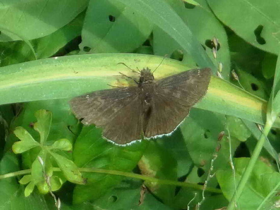 Funeral duskywing