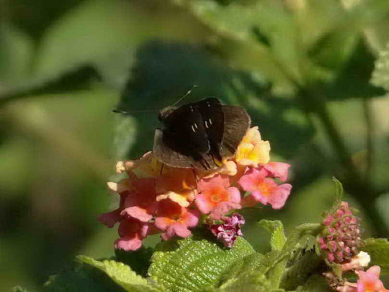 Canna skipper